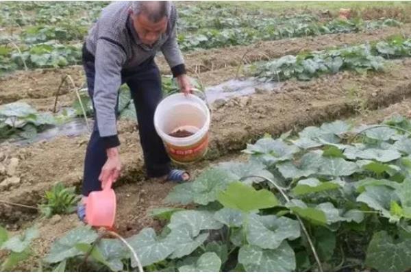 南瓜的播种时间,适合在7-8月份进行