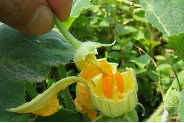 南瓜的播种时间,适合在7-8月份进行