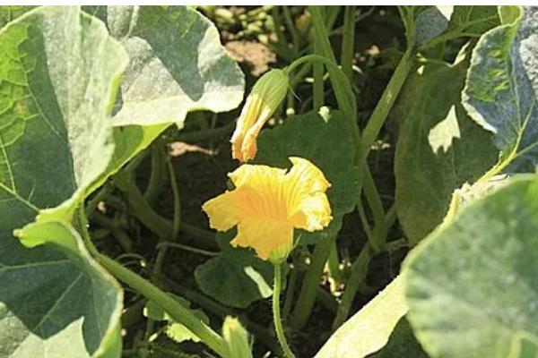 南瓜的播种时间,适合在7-8月份进行