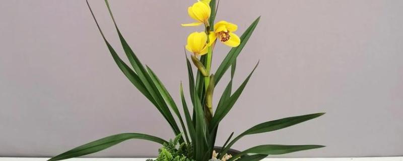 兰花的栽培方法，选择透气能力强且养分较多的土壤