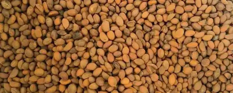 老鸦柿种子怎么催芽，可沙土催芽或清水浸泡催芽