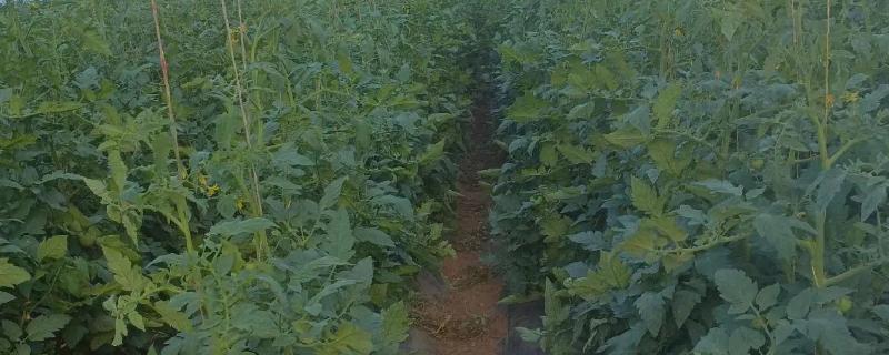 种植秋冬茬番茄的要点，定植5-7天后要浇缓苗水