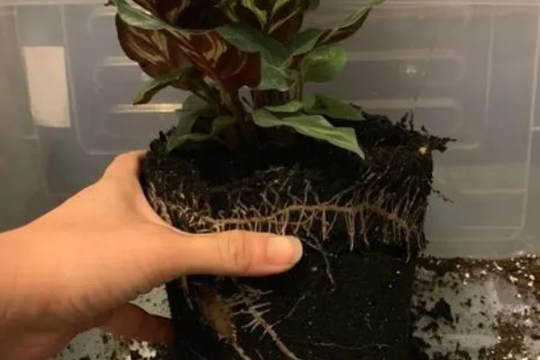 孔雀竹芋晚上叶子不收的原因,可能是光照过强所致