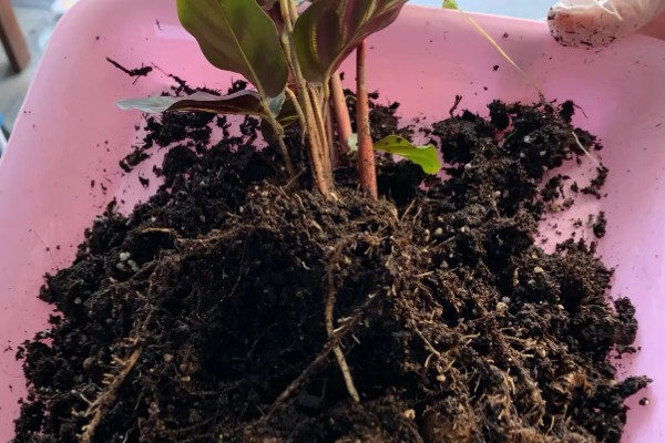 孔雀竹芋晚上叶子不收的原因,可能是光照过强所致