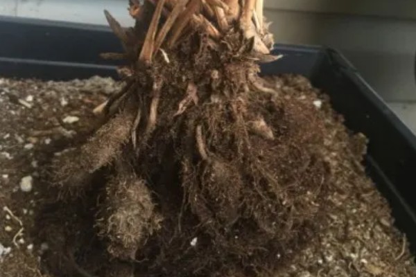 孔雀竹芋晚上叶子不收的原因,可能是光照过强所致