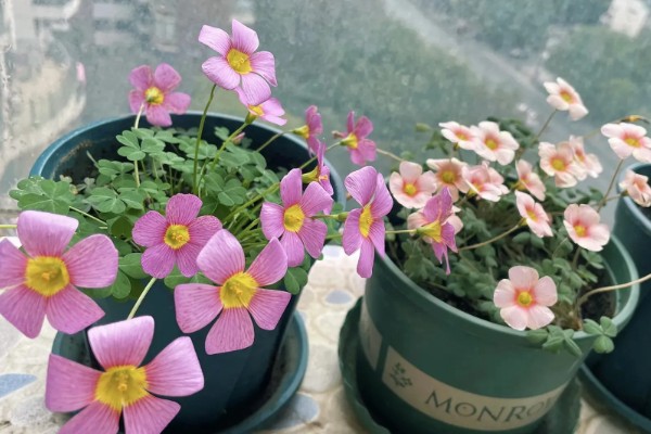 酢浆草的花语，寓意爱国情怀、璀璨的心等