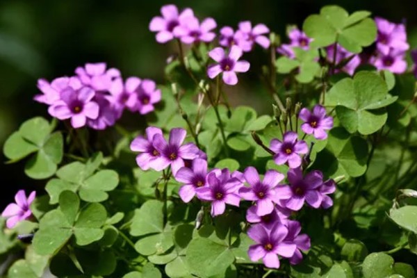 酢浆草的花语，寓意爱国情怀、璀璨的心等