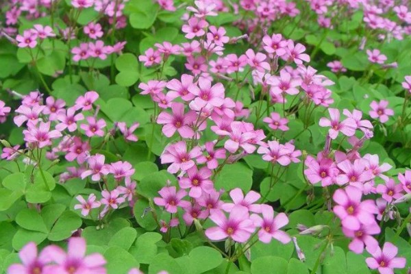 酢浆草的花语，寓意爱国情怀、璀璨的心等