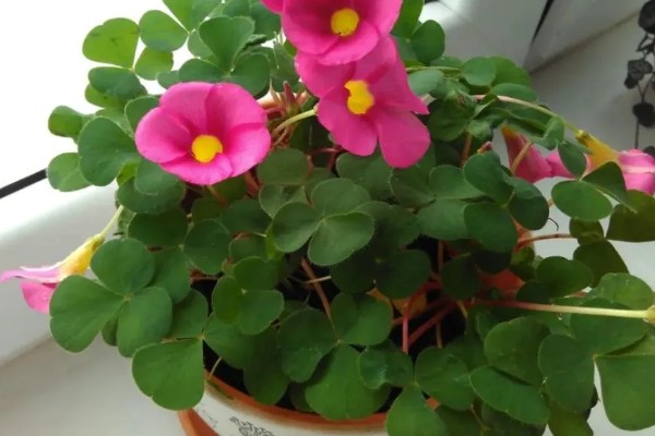 酢浆草的花语，寓意爱国情怀、璀璨的心等