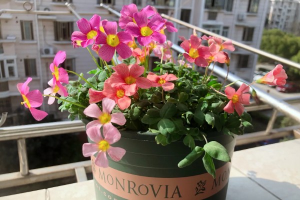 酢浆草的花语，寓意爱国情怀、璀璨的心等