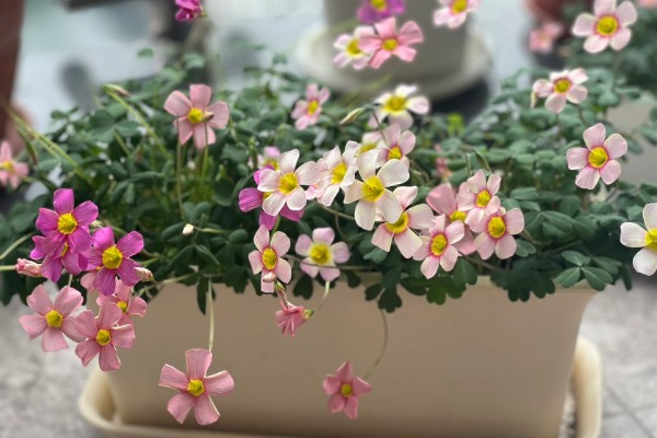 酢浆草的花语，寓意爱国情怀、璀璨的心等