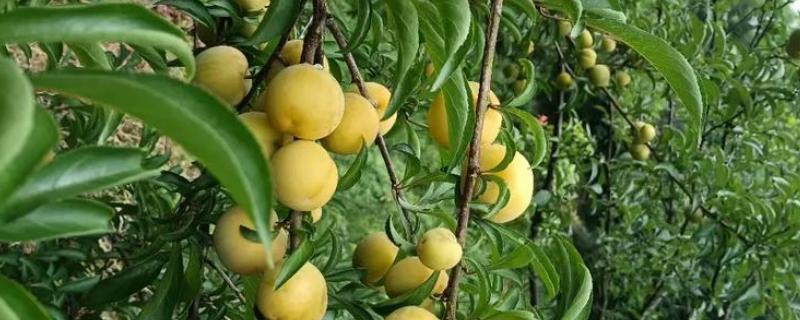 蜂糖李要种授粉树吗，要视情况而定