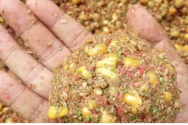 怎样用玉米钓鲤鱼，需提前打窝