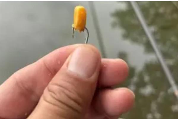 怎样用玉米钓鲤鱼，需提前打窝
