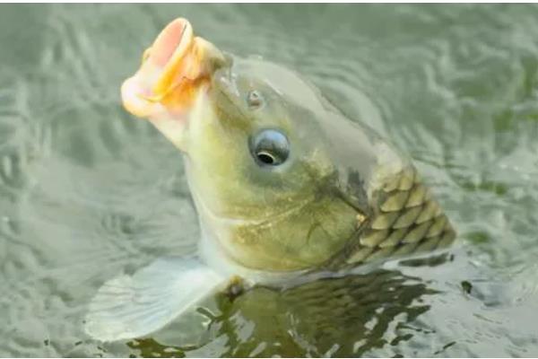 怎样用玉米钓鲤鱼，需提前打窝