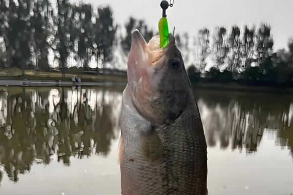 带孔鱼钩的绑线方法，按以下四个步骤进行