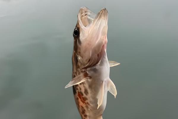 带孔鱼钩的绑线方法，按以下四个步骤进行