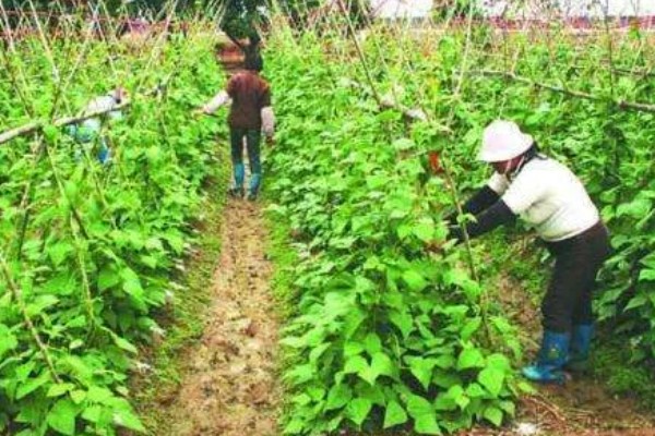 四季豆怎么种植,每个洞坑播种3-4粒