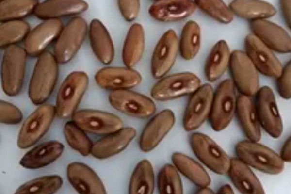 四季豆怎么种植,每个洞坑播种3-4粒