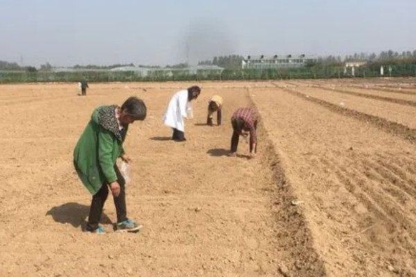 四季豆怎么种植,每个洞坑播种3-4粒