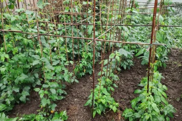 四季豆怎么种植,每个洞坑播种3-4粒