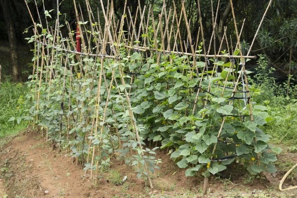 四季豆怎么种植,每个洞坑播种3-4粒