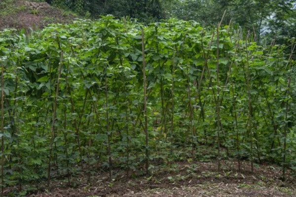 四季豆怎么种植,每个洞坑播种3-4粒