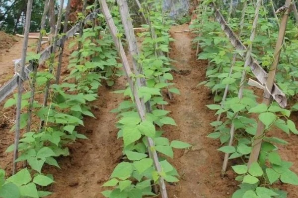 四季豆怎么种植,每个洞坑播种3-4粒