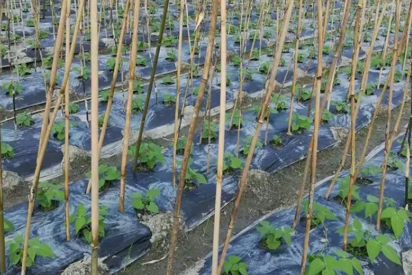 四季豆怎么种植,每个洞坑播种3-4粒