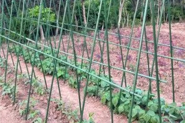 四季豆怎么种植,每个洞坑播种3-4粒