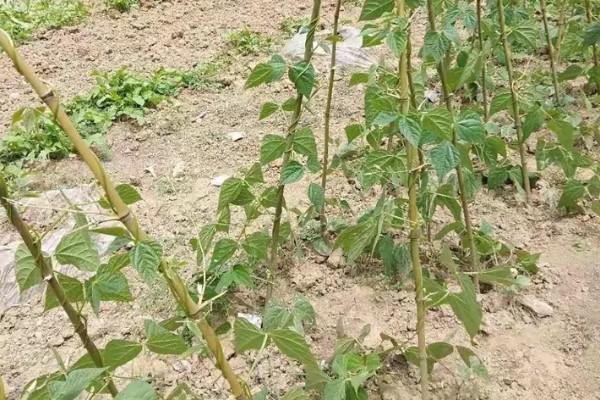 四季豆怎么种植,每个洞坑播种3-4粒