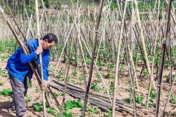 四季豆怎么种植,每个洞坑播种3-4粒