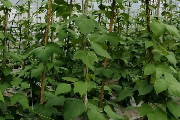 四季豆怎么种植,每个洞坑播种3-4粒