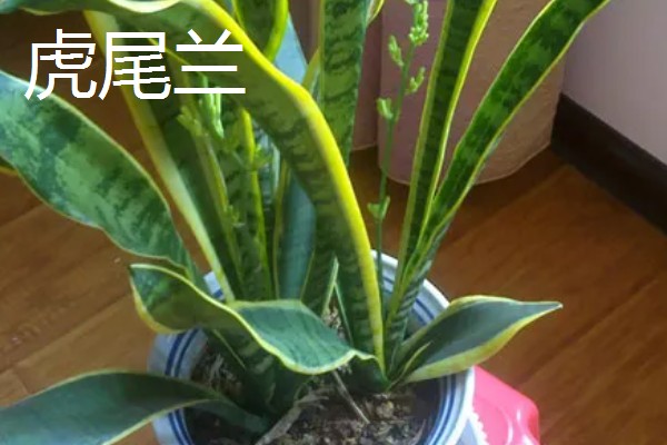 哪些植物适合放在卧室,虎尾兰、君子兰等品种可供选择