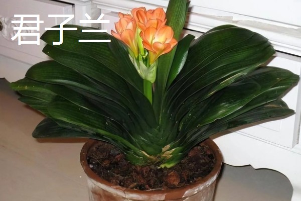 哪些植物适合放在卧室,虎尾兰、君子兰等品种可供选择