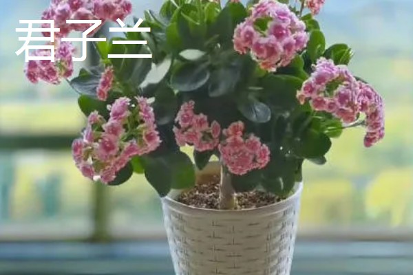 哪些植物适合放在卧室,虎尾兰、君子兰等品种可供选择