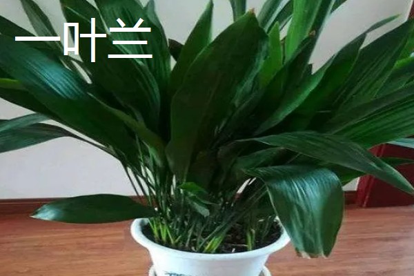 哪些植物适合放在卧室,虎尾兰、君子兰等品种可供选择