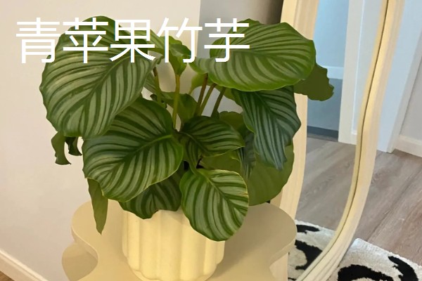 哪些植物适合放在卧室,虎尾兰、君子兰等品种可供选择