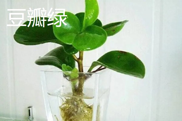 哪些植物适合放在卧室,虎尾兰、君子兰等品种可供选择