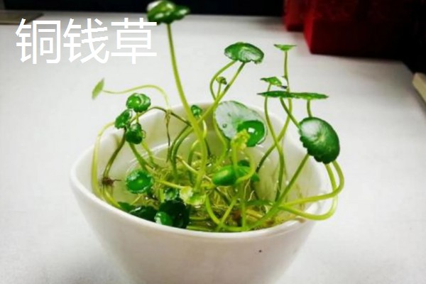 哪些植物适合放在卧室,虎尾兰、君子兰等品种可供选择