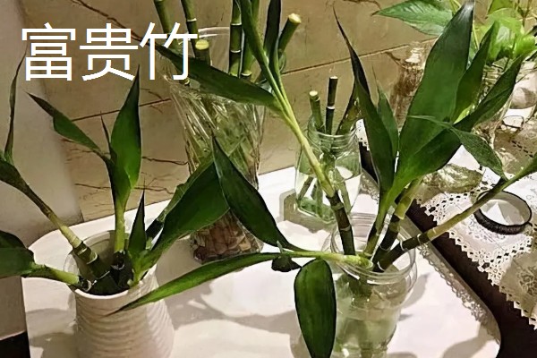 哪些植物适合放在卧室,虎尾兰、君子兰等品种可供选择