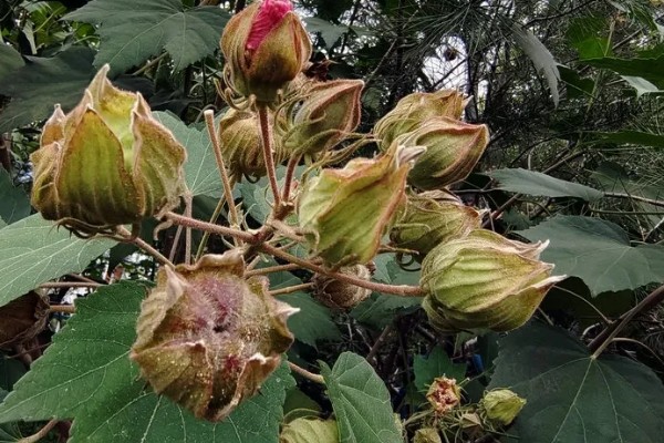 芙蓉花出现烂心的原因，可能是浇水不当所致