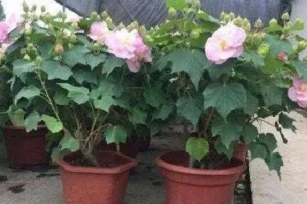 芙蓉花出现烂心的原因，可能是浇水不当所致