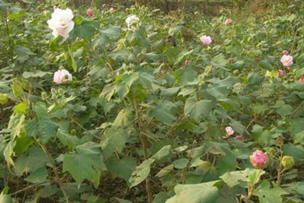 芙蓉花出现烂心的原因，可能是浇水不当所致