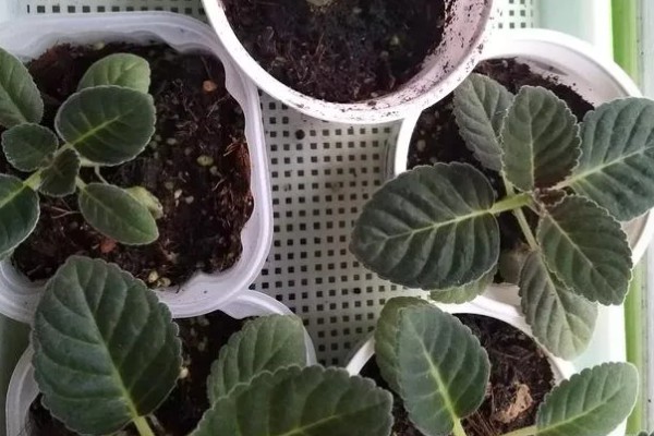 芙蓉花出现烂心的原因，可能是浇水不当所致