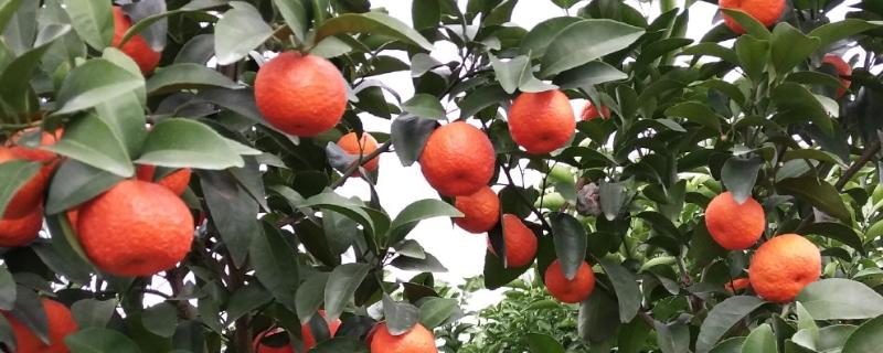 沙糖桔裂果怎么处理，要合理的配比肥料营养