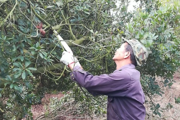 收获杨梅后使用什么肥料,主施有机肥并搭配速效氮肥