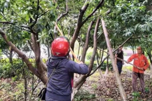 收获杨梅后使用什么肥料,主施有机肥并搭配速效氮肥