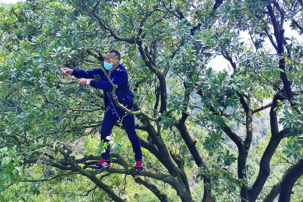 收获杨梅后使用什么肥料,主施有机肥并搭配速效氮肥