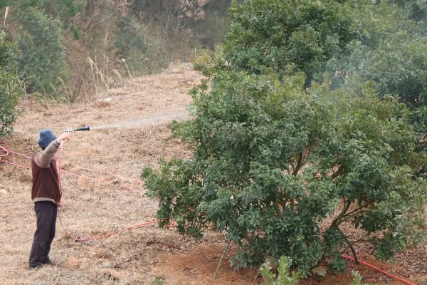 收获杨梅后使用什么肥料,主施有机肥并搭配速效氮肥